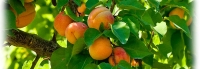 Organic Apricots - the unsung hero
