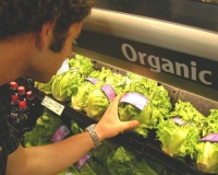 Organic Lettuce