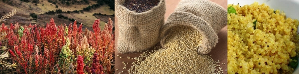 Quinoa - Superfood