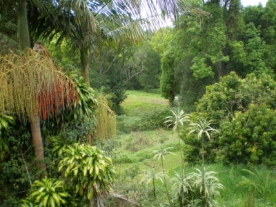 View of our beautiful farm in Bangalow among rainforest and not far from the famous surfing beaches of Byron Bay.