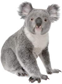 We will help in the fight to save the Australia Koala